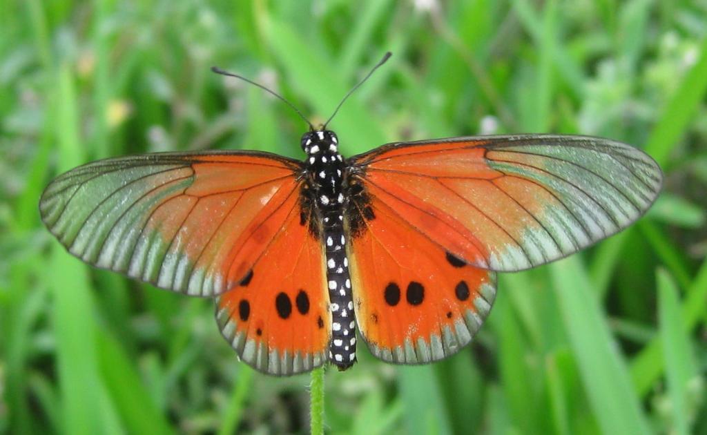 橙色和灰色的蝴蝶,acraea高清壁纸的选择性焦点摄影