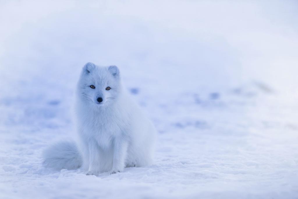 毛茸茸的北极狐