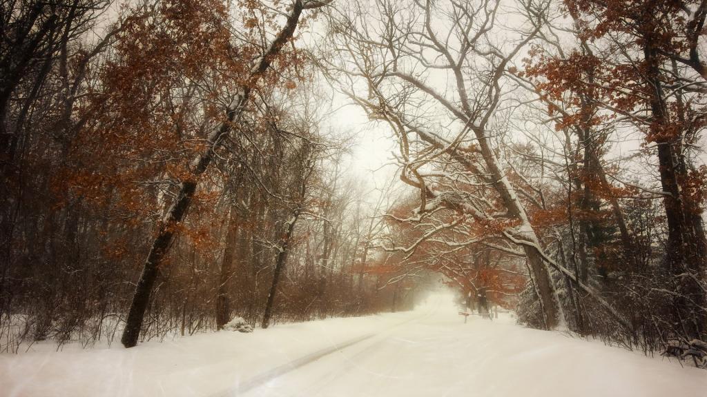 路,雪,景观,冬天