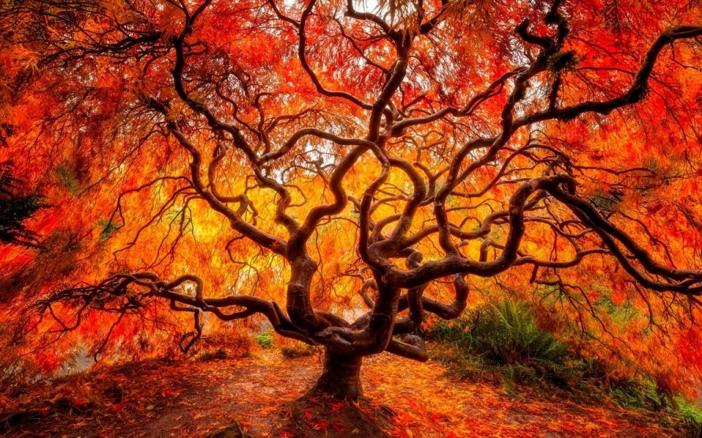 Wallpaper树,分支,秋天,森林,叶子