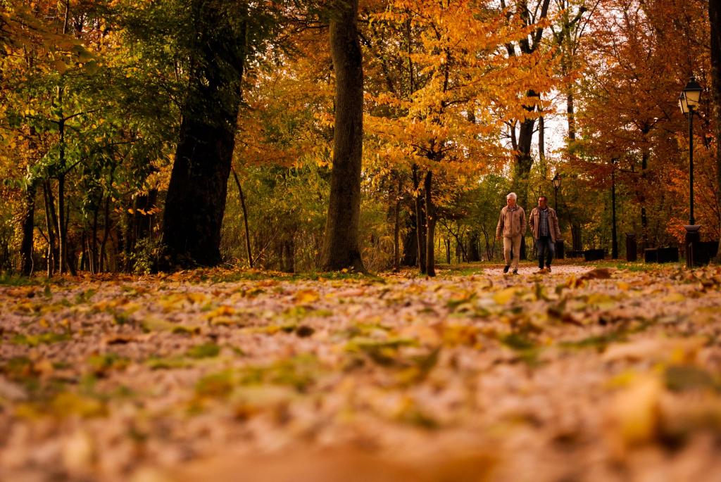 森林在秋季高清壁纸期间的树木的视图