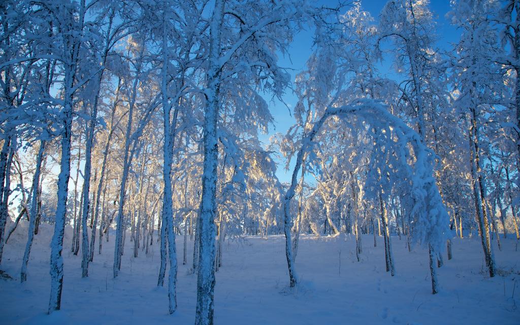 树,瑞典,冬天,雪,瑞典