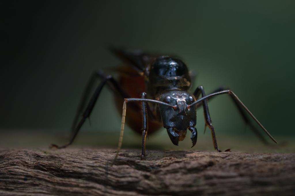 黑色飞行昆虫,蚂蚁,新加坡高清壁纸