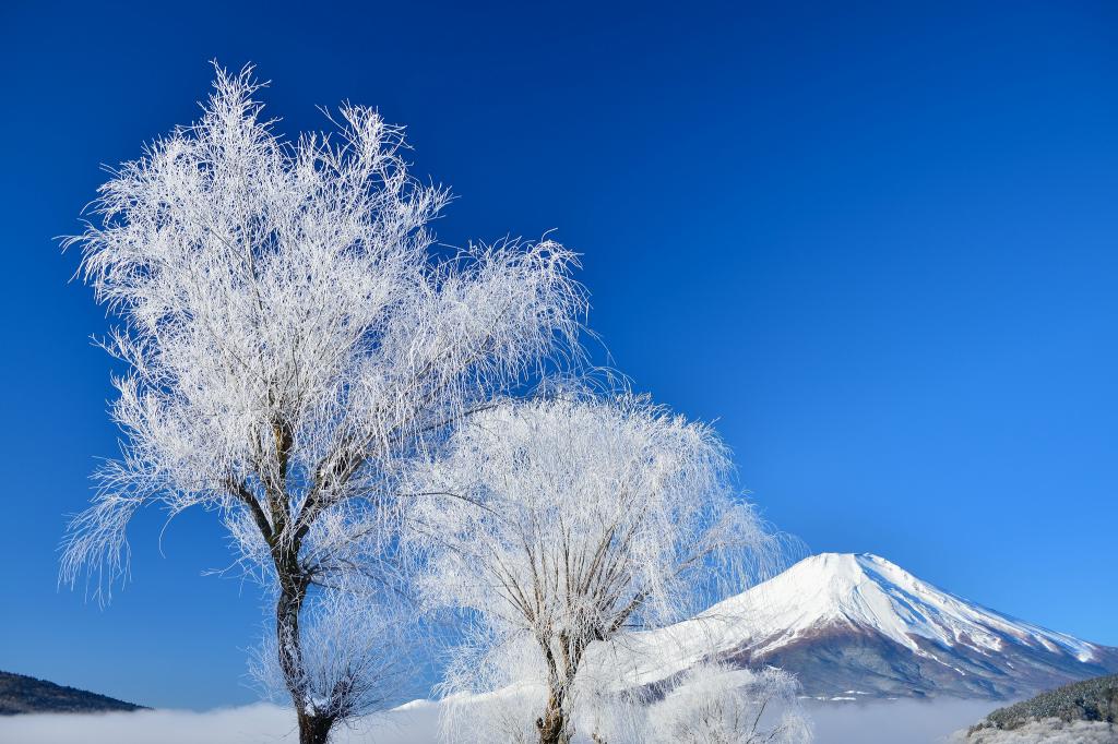 富士山,雪,天空,冬天,树木,日本