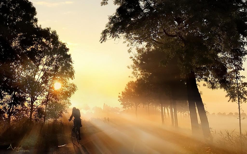 早上,光,自行车,路,雾