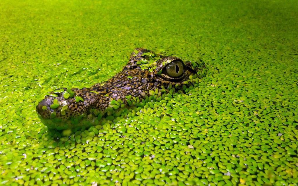 绿色,藻类,鳄鱼,鸭,眼睛,头,池,背景