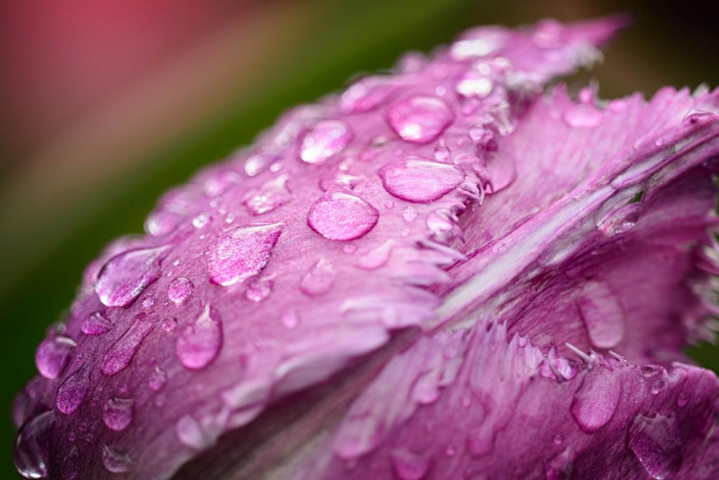 粉红色的特写照片锯齿的郁金香花在水滴高清壁纸
