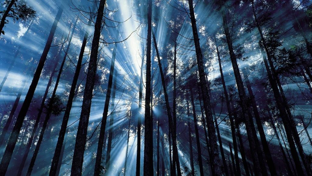 树,光线,森林,蓝色