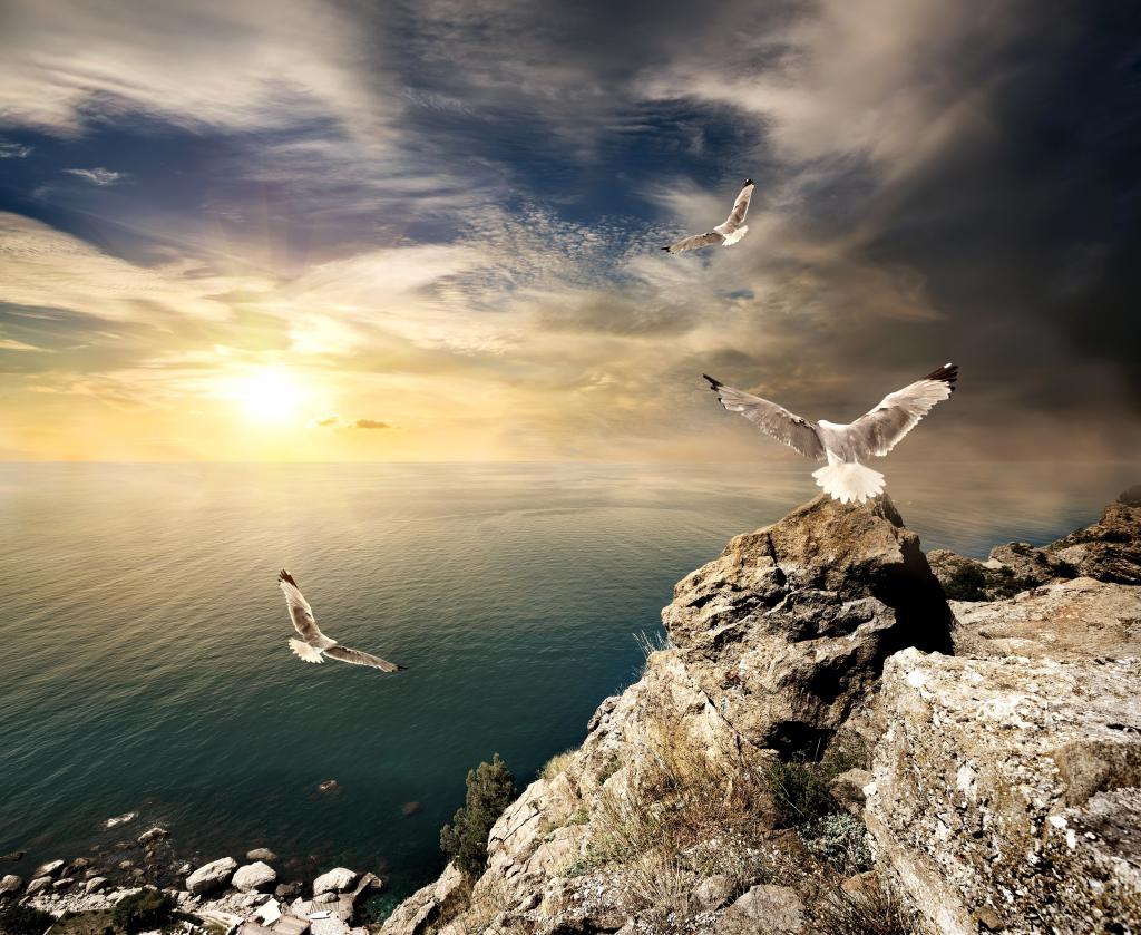 海鸥,石头,克里米亚,地平线,天空,太阳,云,岩石,鸟,海,岸,黎明,光线,...