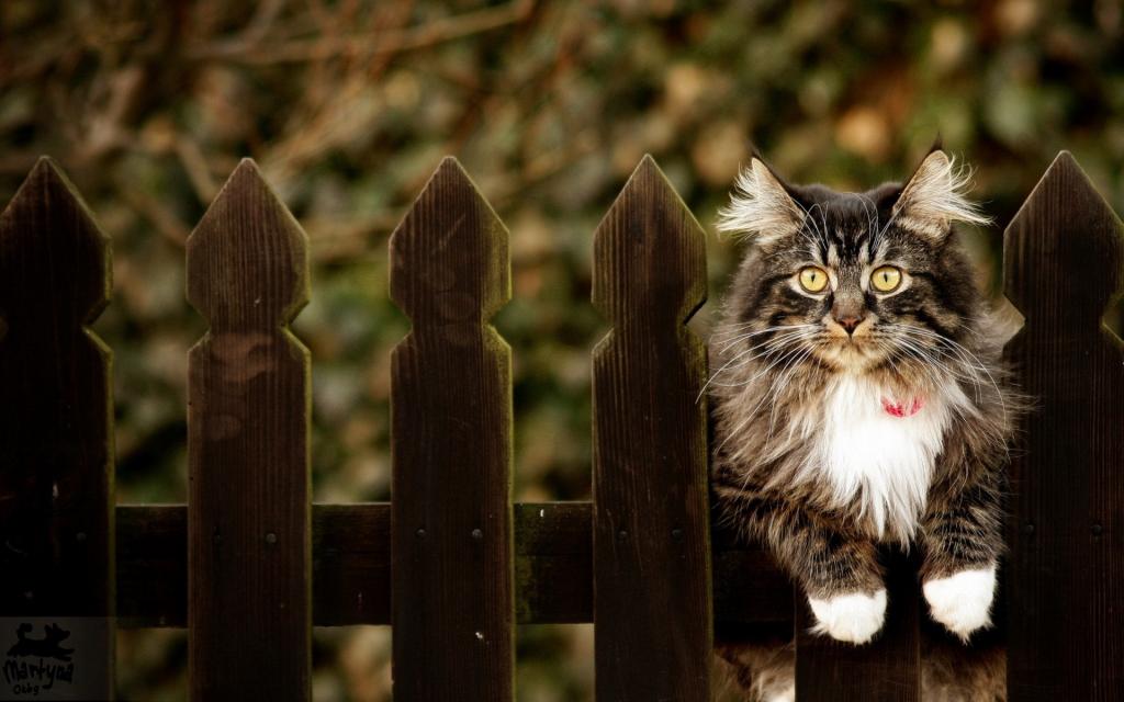 猫,篱笆,背景