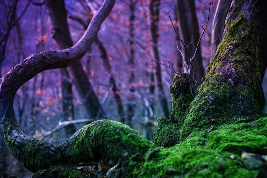 树,Rebekka层摄影,森林,魔术,自然,树木,苔藓