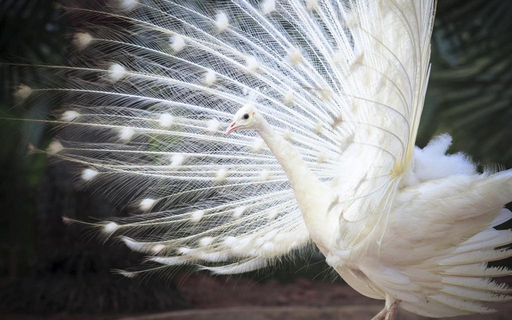 羽毛,白色印度孔雀,尾巴,鸟