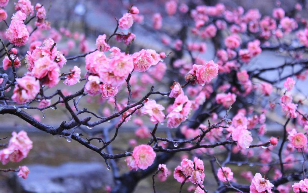 花,帝国花园,水,春天,京都,日本滴
