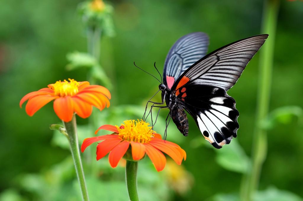 黑色和白色的特写照片蝴蝶在花高清壁纸