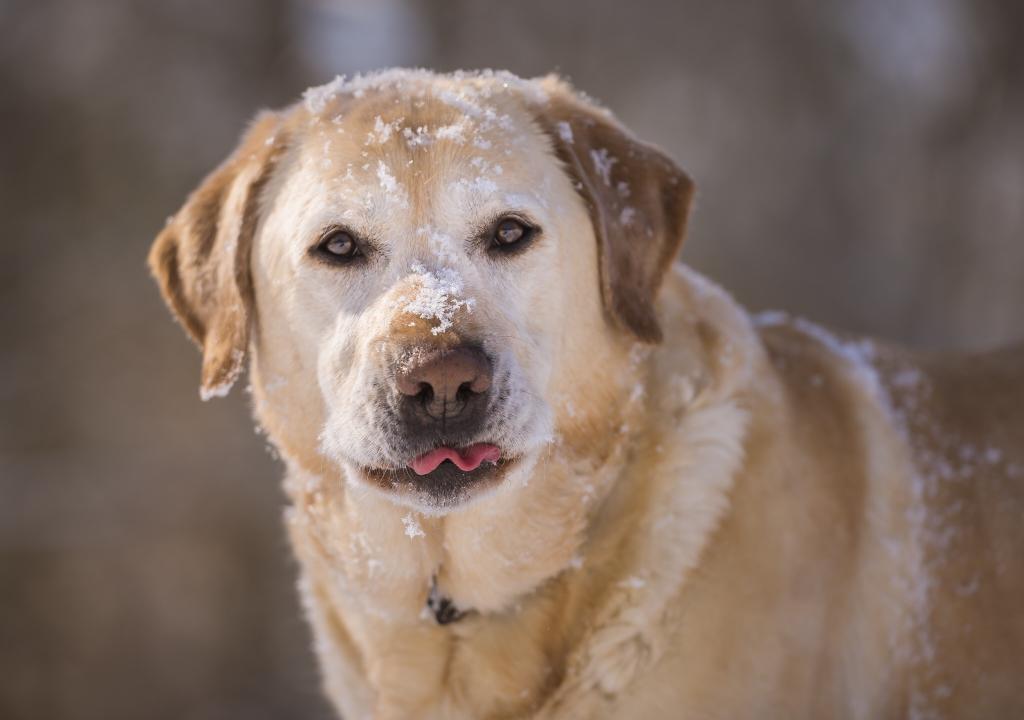 拉布拉多猎犬,狗,狗,雪,脸