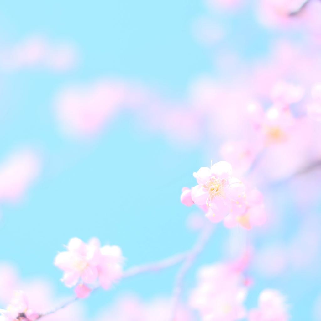 清新唯美的樱花背景图