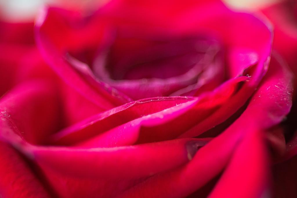 红色玫瑰花在特写镜头摄影高清壁纸