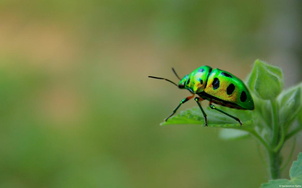 壁纸宏,甲虫,昆虫,绿色的甲虫