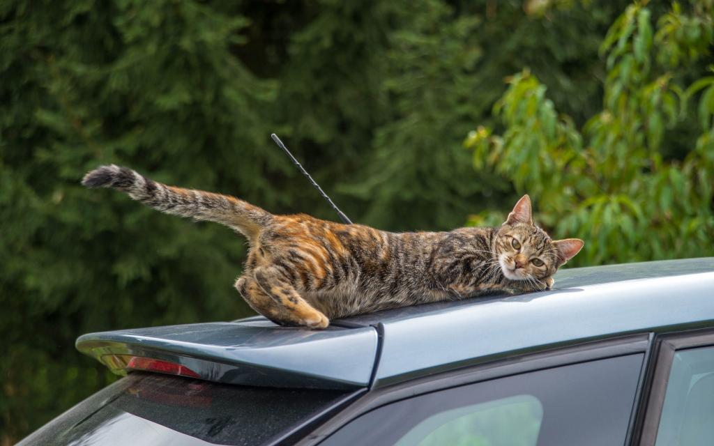 猫,旅行,情况,在屋顶上,尾巴,机器,汽车,猫