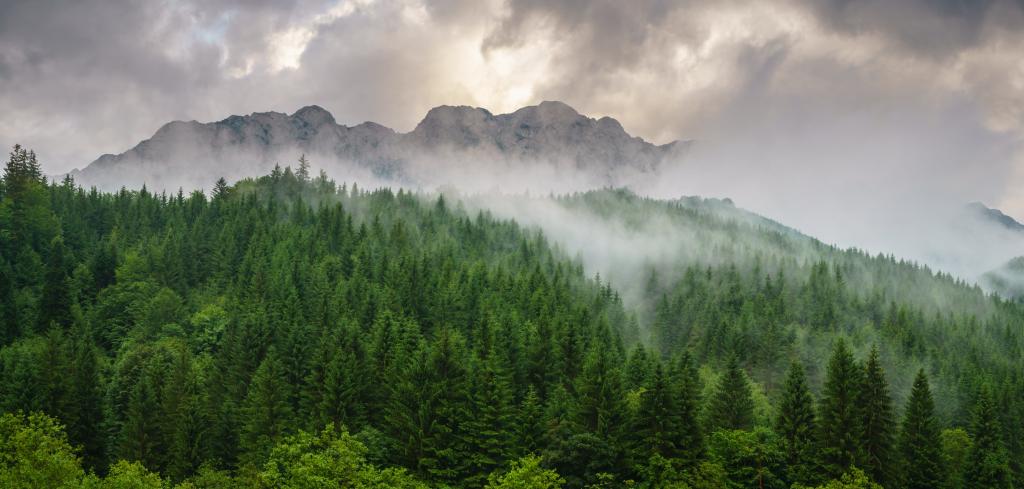 在与白雾高清壁纸山中的绿树景观照片