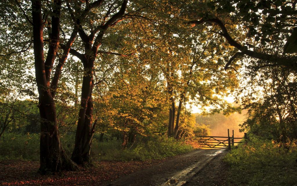 路,篱笆,秋天,景观,森林