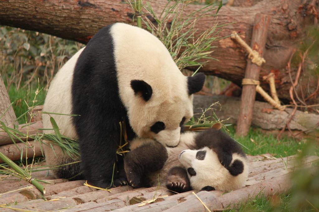 很有爱的熊猫亲子合照