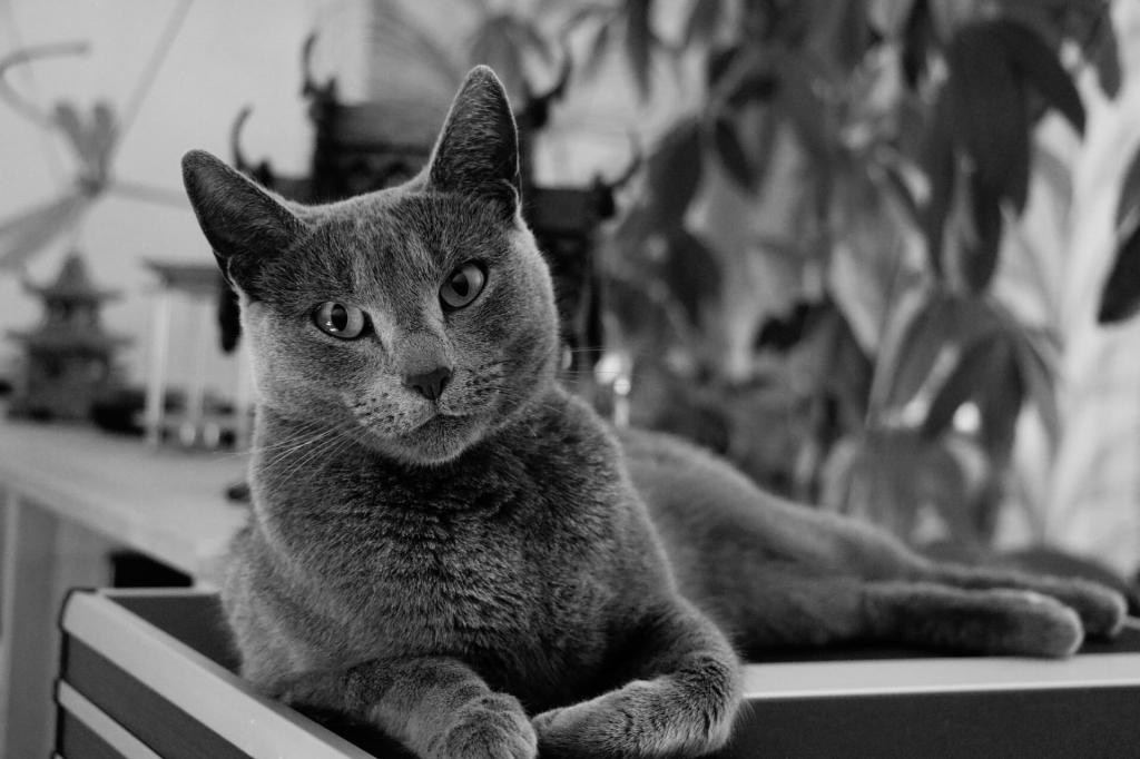 猫的灰色摄影,猫高清壁纸