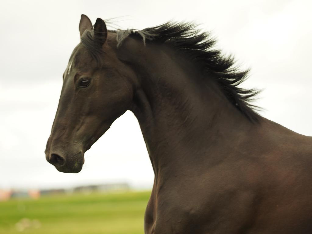棕色和黑色的马,在特写摄影高清壁纸
