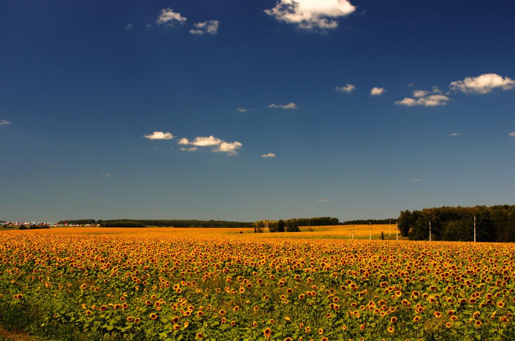 黄色的向日葵在蓝蓝的天空下,sunfield高清壁纸