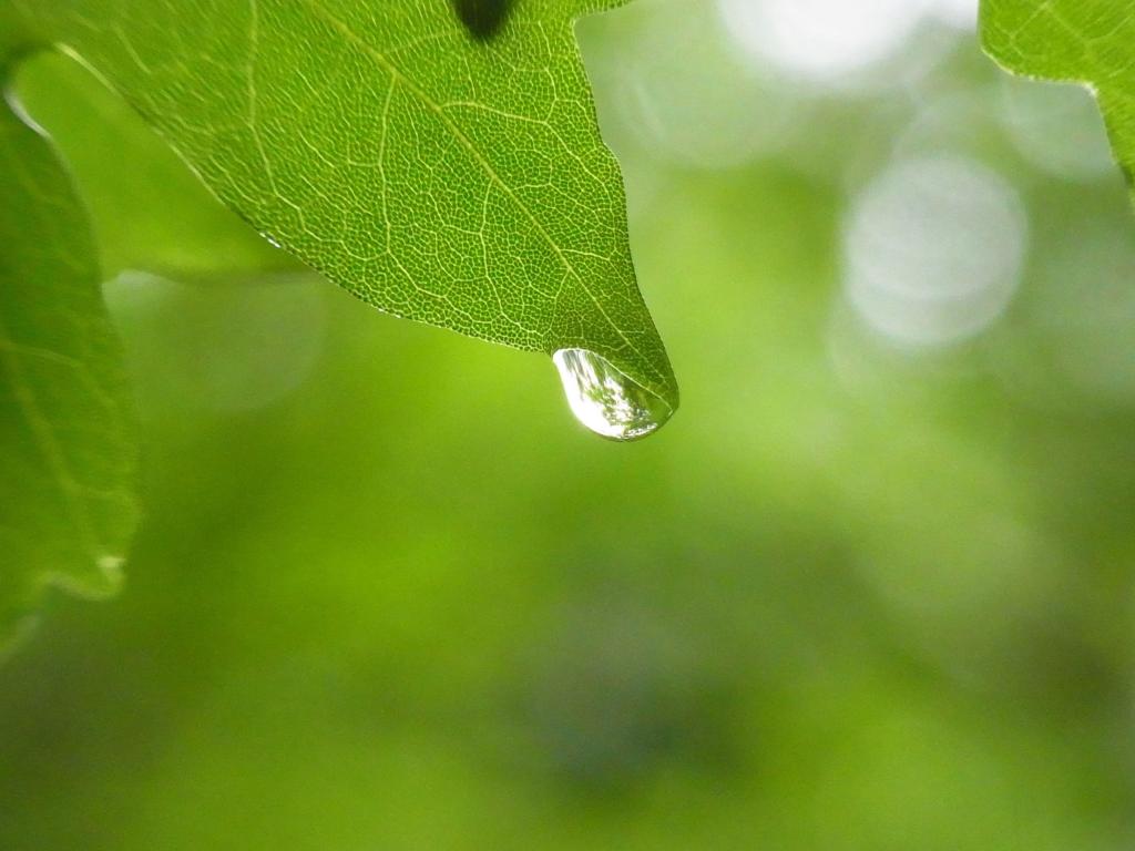 绿色的叶子高清壁纸水滴的选择性摄影