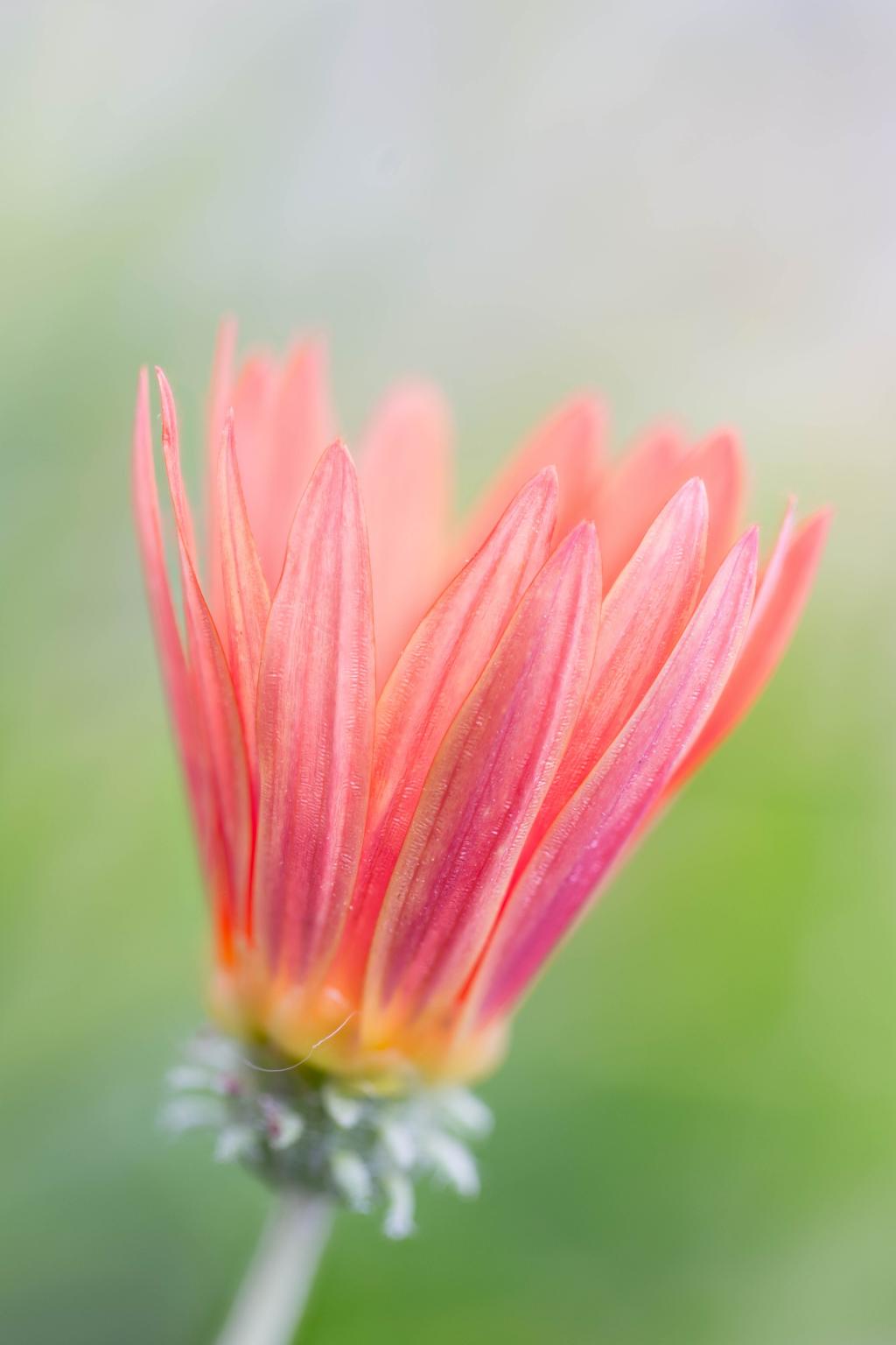 微粉摄影的桃红色雏菊高清壁纸