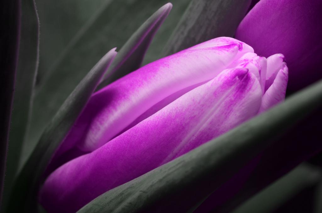 紫色的花选择性的彩色照片高清壁纸