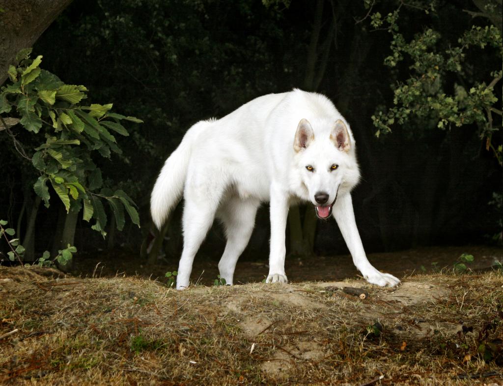 狗,北因纽特人,树,每个,白色,狗