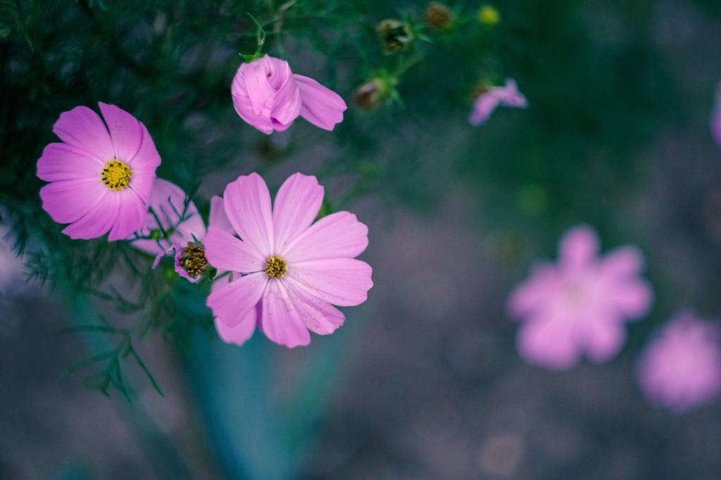 浅焦点摄影的粉红色的花朵高清壁纸
