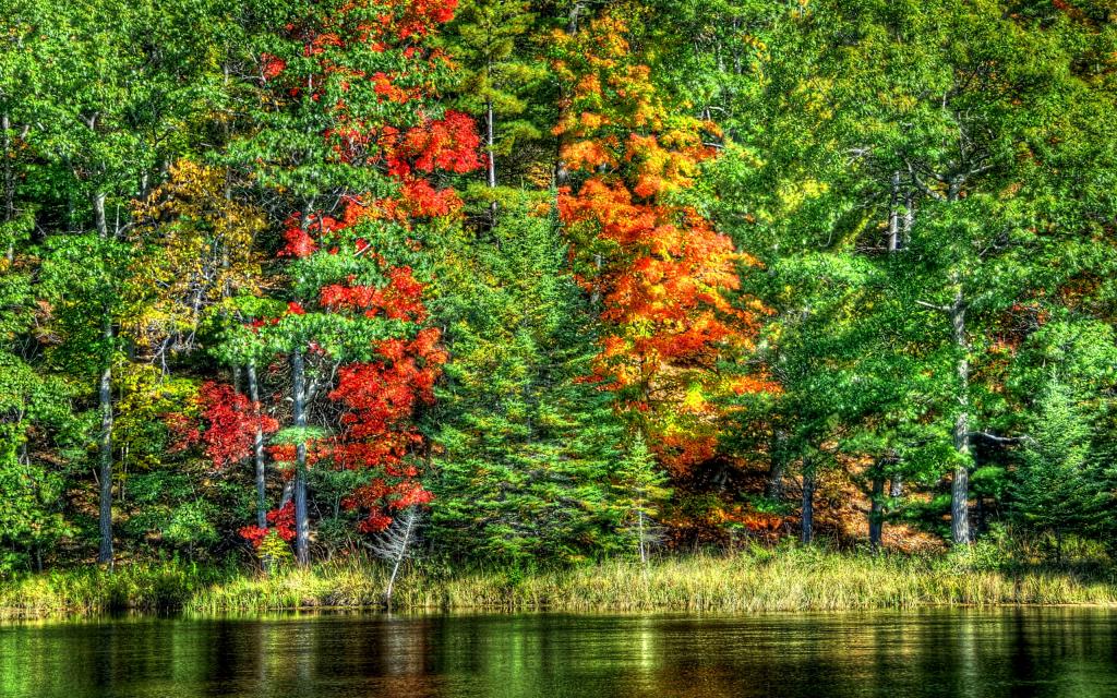 湖,水,景观,性质,树木,秋季,森林