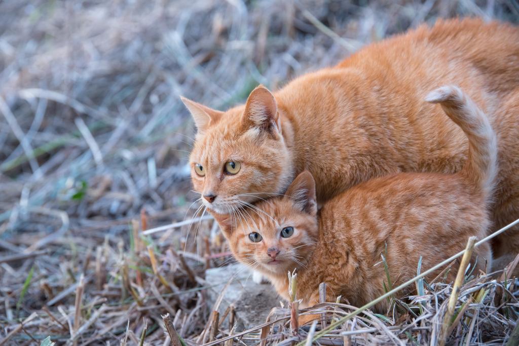 橙色虎斑猫和小猫在绿色草地上高清壁纸