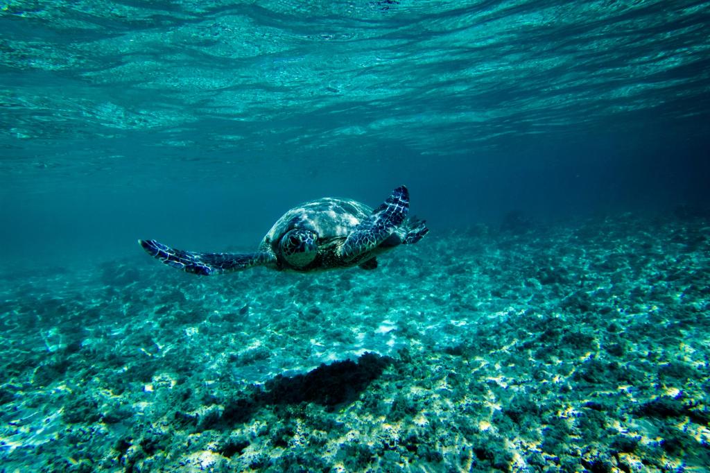 底部,蓝色,水下,龟,海底世界,浮游物,海