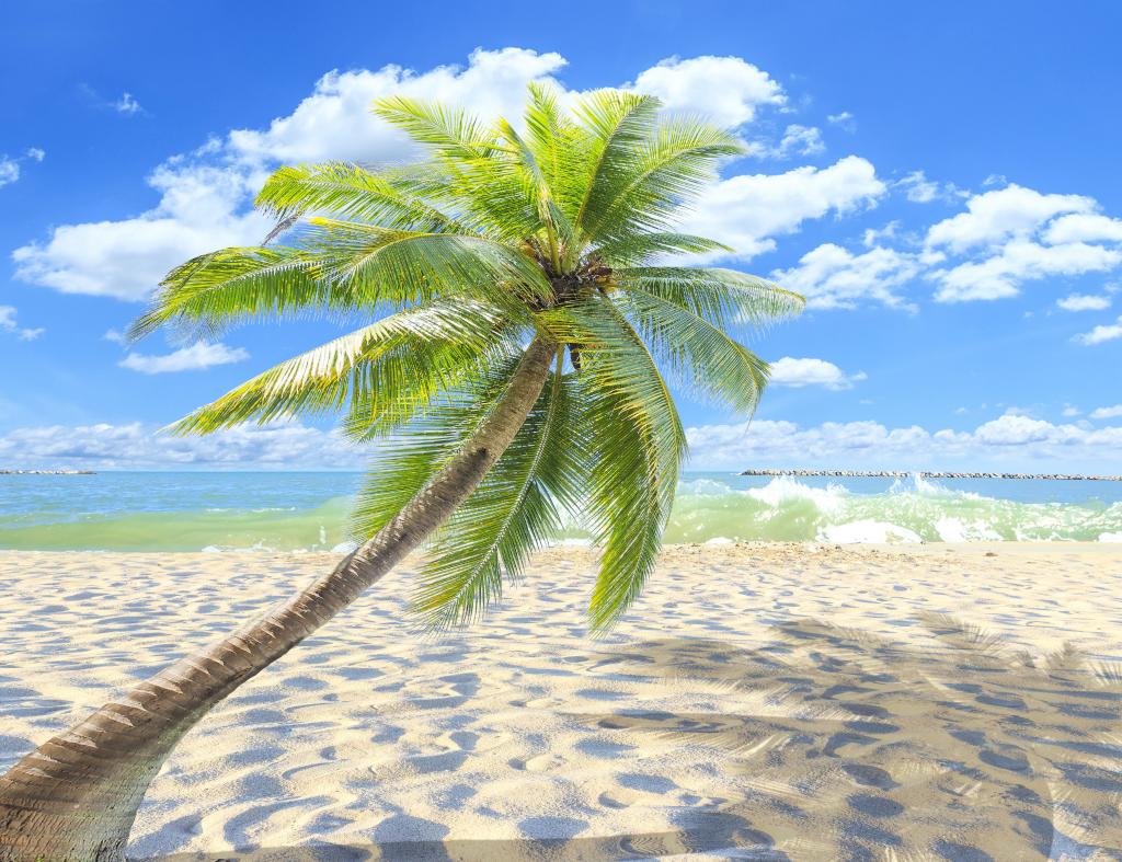 棕榈树,天堂,岸,棕榈树,沙滩,海,沙,海,沙,岸,海滩,夏天,热带