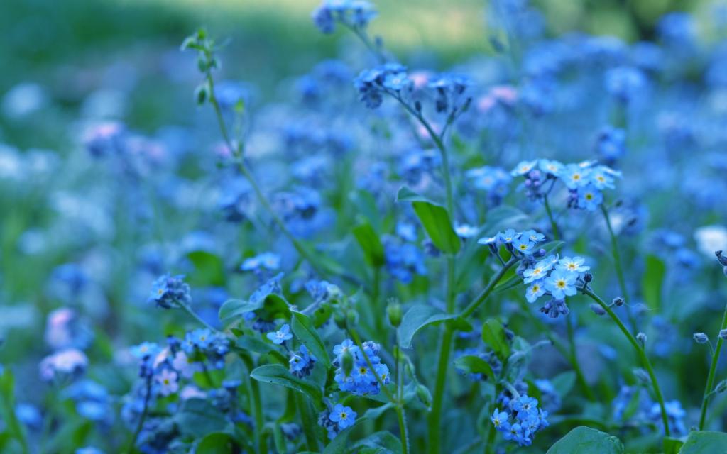 鲜花,宏,蓝色,勿忘我,自然,植物,亮度,颜色,模糊,绿色,蓝色
