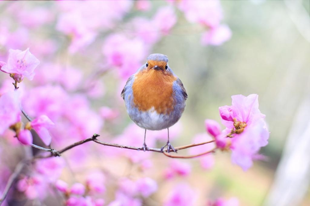 褐色和蓝色鸟栖息在粉红色的花上的选择性焦点摄影高清壁纸