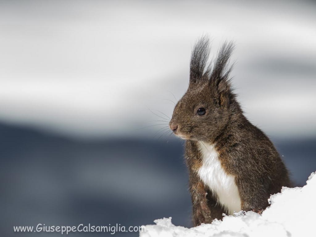 灰色和白色小动物在雪地上,红松鼠高清壁纸