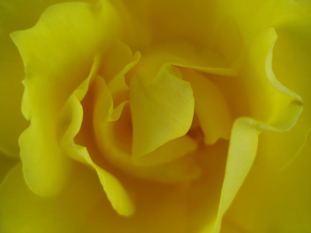 黄色玫瑰花盛开的宏观照片高清壁纸