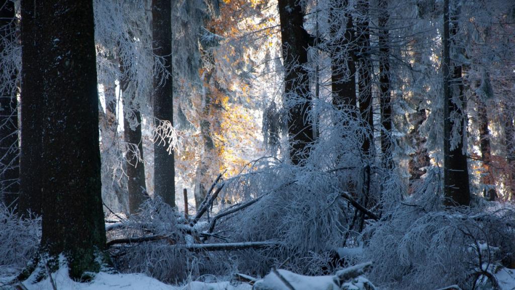 壁纸树木,雪,森林,冬天