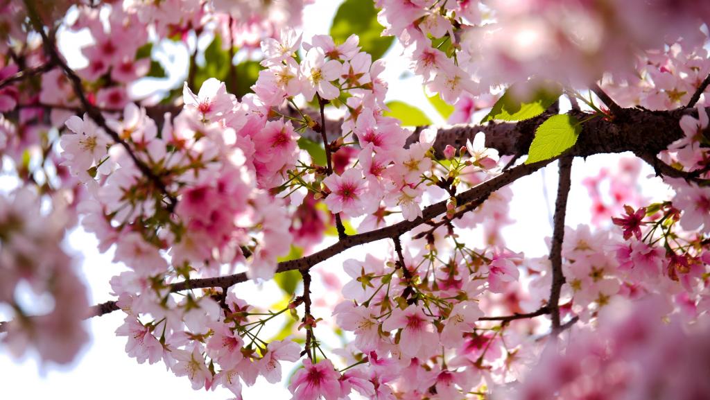 粉红的花瓣选择性焦点照片上的树高清壁纸