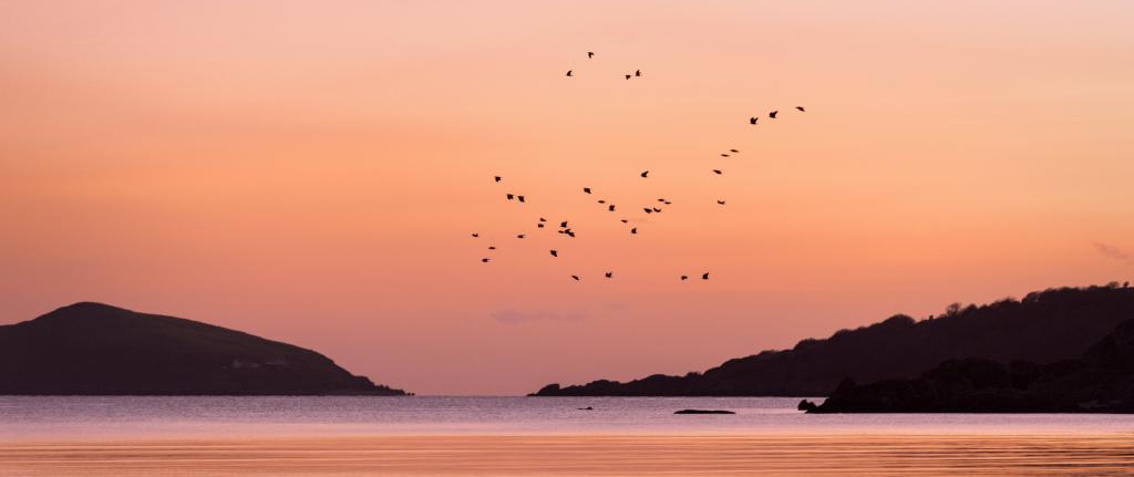 鸟在日落时分与山的轮廓飞越海上高清壁纸