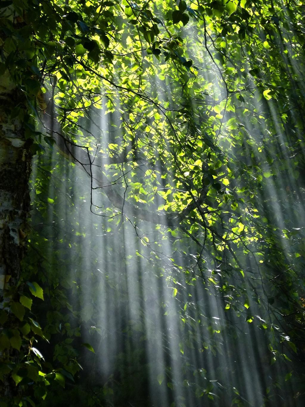 阳光透过树林唯美图片