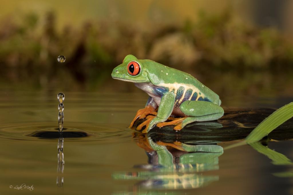 青蛙,水,下降