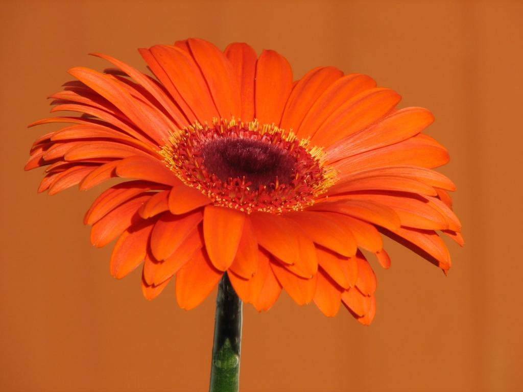橙色雏菊花高清壁纸的选择性焦点摄影