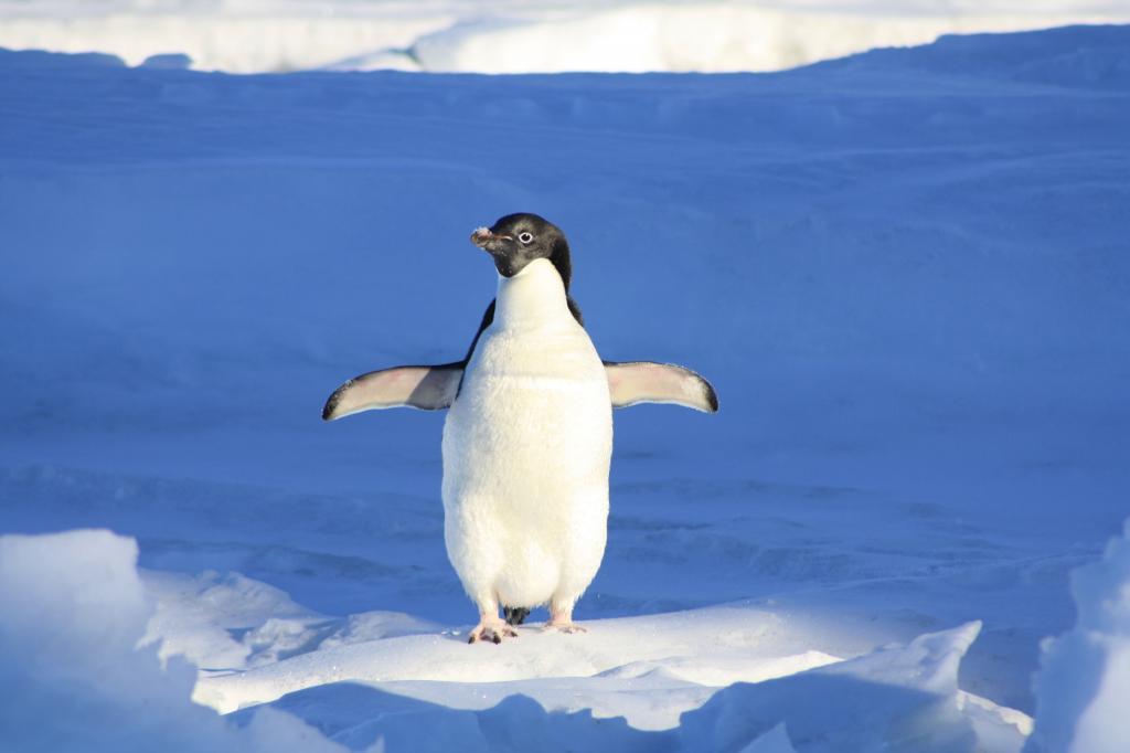 白色和黑色企鹅在雪高清壁纸