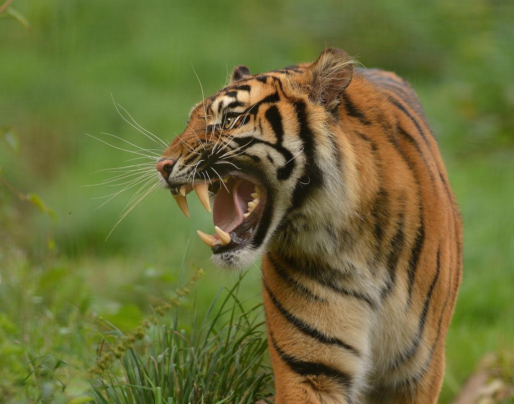 虎,捕食者,f牙,咧嘴笑,野猫